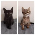 Meninos