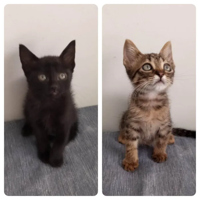Gato ra a SRD-ViraLata idade Abaixo de 2 meses nome Meninos