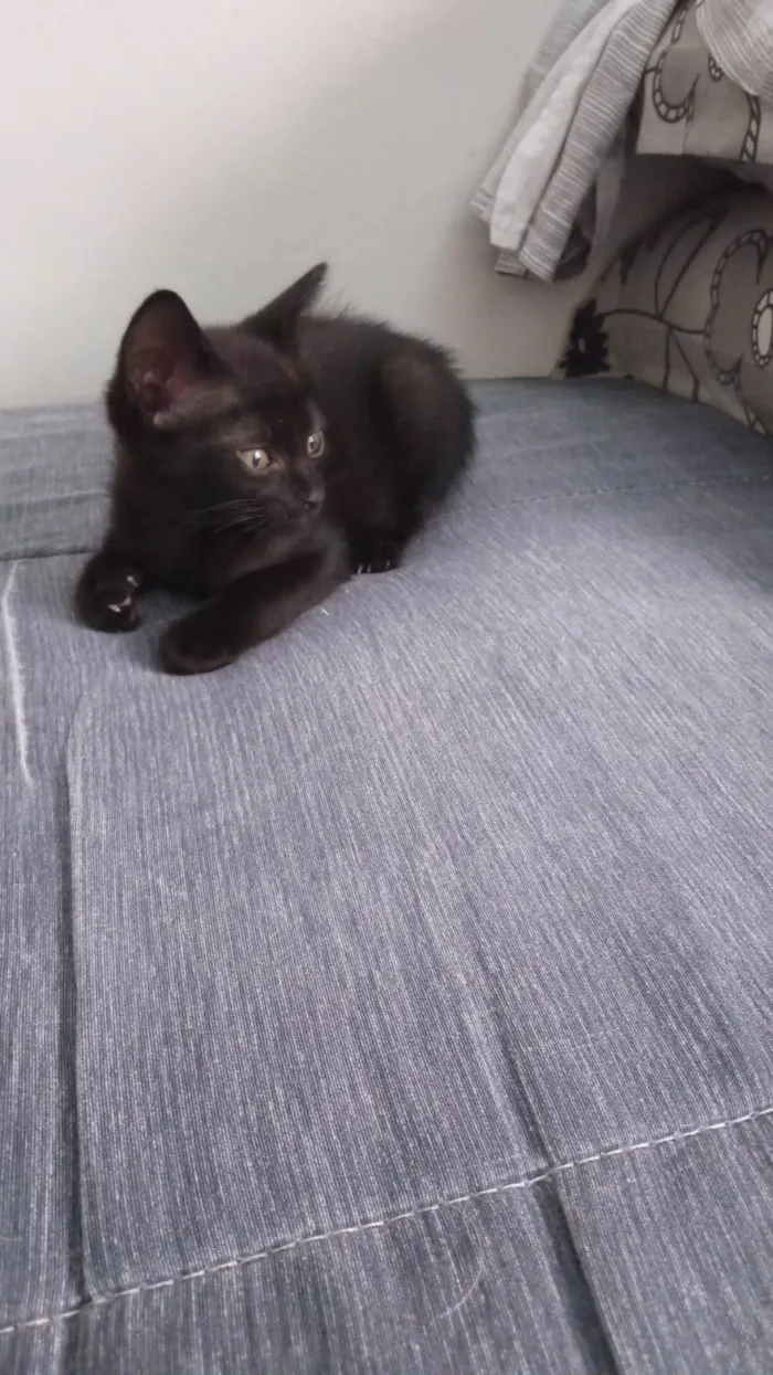 Gato ra a SRD-ViraLata idade Abaixo de 2 meses nome Meninos