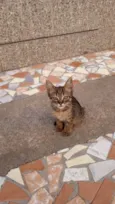Meninos