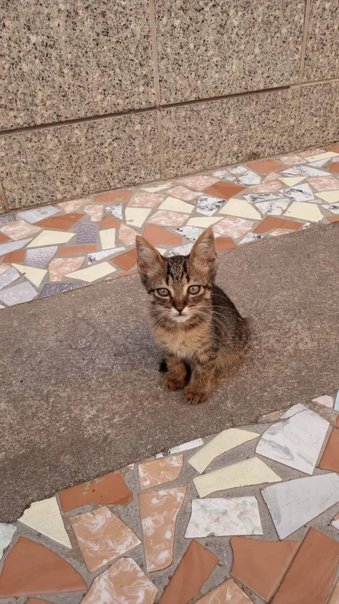 Gato ra a SRD-ViraLata idade Abaixo de 2 meses nome Meninos