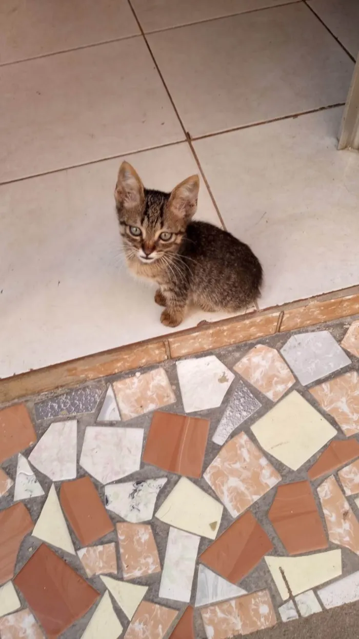 Gato ra a SRD-ViraLata idade Abaixo de 2 meses nome Meninos