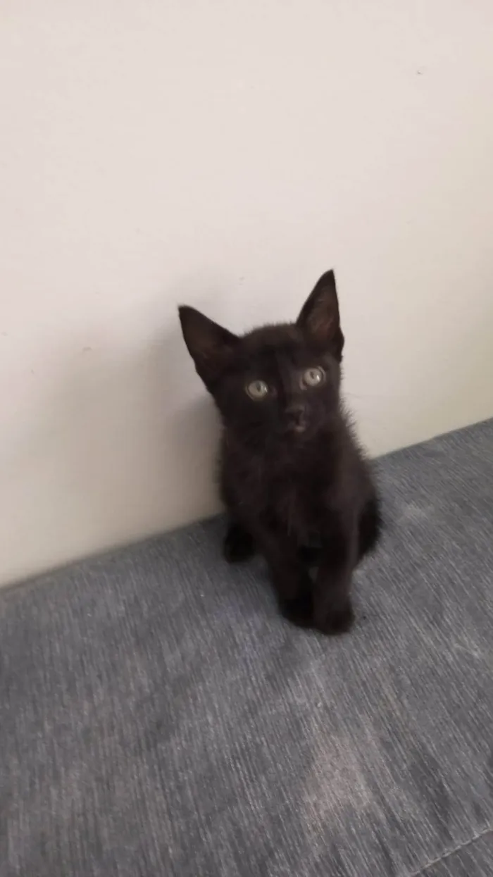 Gato ra a SRD-ViraLata idade Abaixo de 2 meses nome Meninos