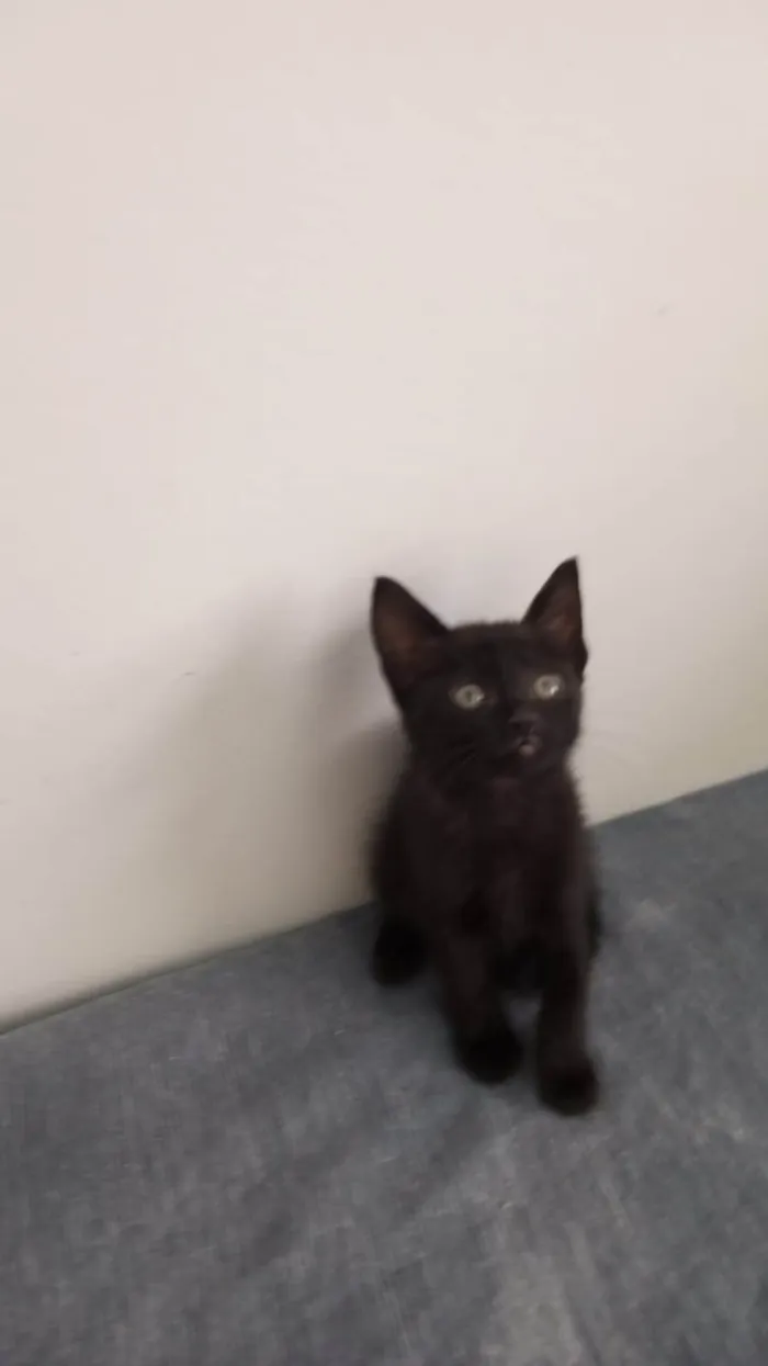 Gato ra a SRD-ViraLata idade Abaixo de 2 meses nome Meninos