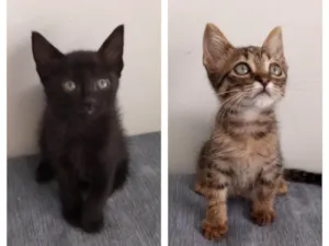 Gato raça SRD-ViraLata idade Abaixo de 2 meses nome Meninos