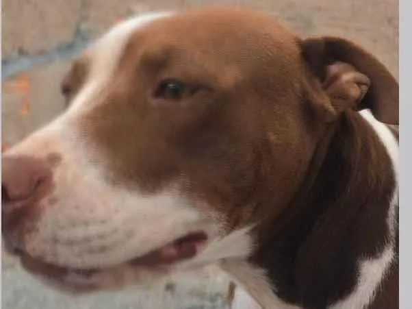 Cachorro ra a Pit-Bull idade 1 ano nome Kyra