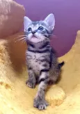 Nik