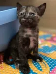 Bibi 