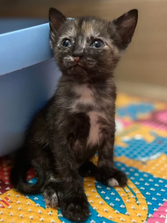 Gato ra a Srd idade Abaixo de 2 meses nome Bibi 