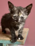 Bibi 