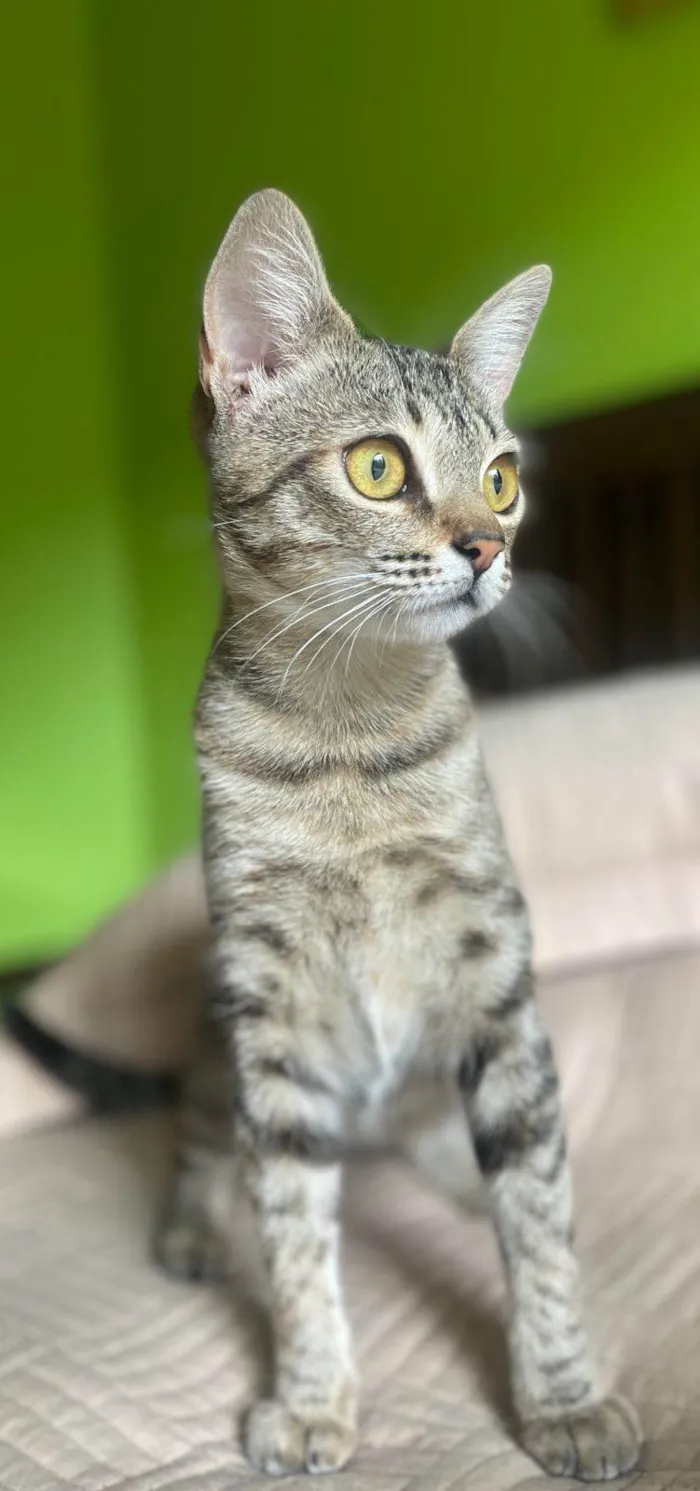 Gato ra a SRD-tigradinha idade 2 a 6 meses nome Tina