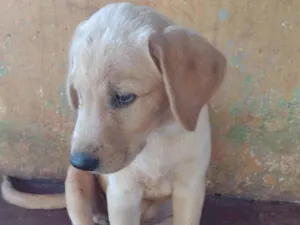 Cachorro raça Labrador idade 2 a 6 meses nome Cacau
