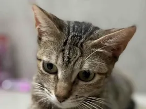 Gato raça Srd idade Abaixo de 2 meses nome Duda