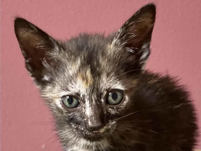 Gato ra a Srd idade Abaixo de 2 meses nome Bibi 