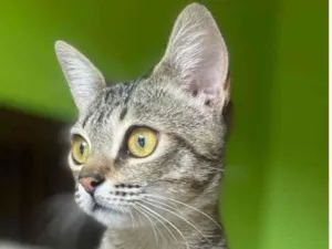 Gato raça SRD-tigradinha idade 2 a 6 meses nome Tina