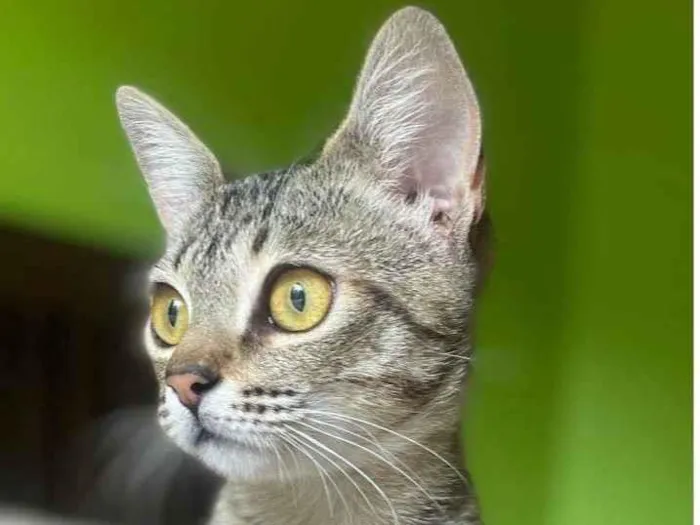 Gato ra a SRD-tigradinha idade 2 a 6 meses nome Tina