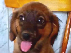 Cachorro raça SRD-ViraLata idade 2 a 6 meses nome Filhotes 