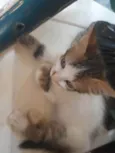 Mia