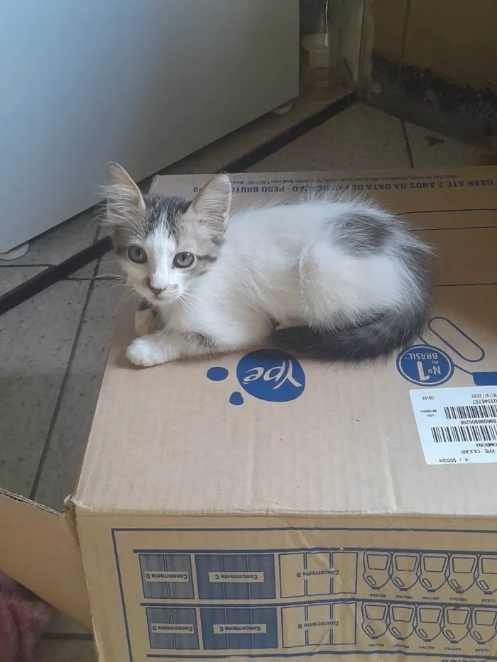 Gato ra a SRD-ViraLata idade 2 a 6 meses nome Mia