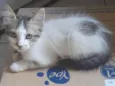 Mia