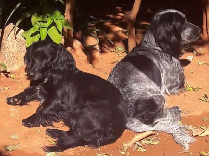 Cachorro ra a Cockes  idade 3 anos nome Layla e Lunna 