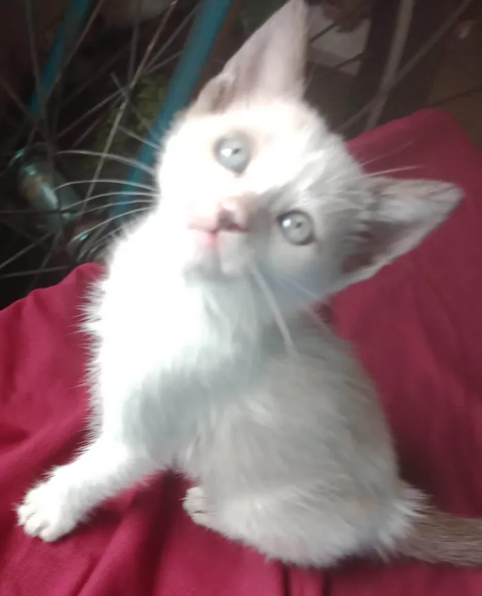 Gato ra a SRD-ViraLata idade 2 a 6 meses nome Mingal