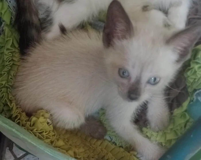 Gato ra a SRD-ViraLata idade 2 a 6 meses nome Mingal
