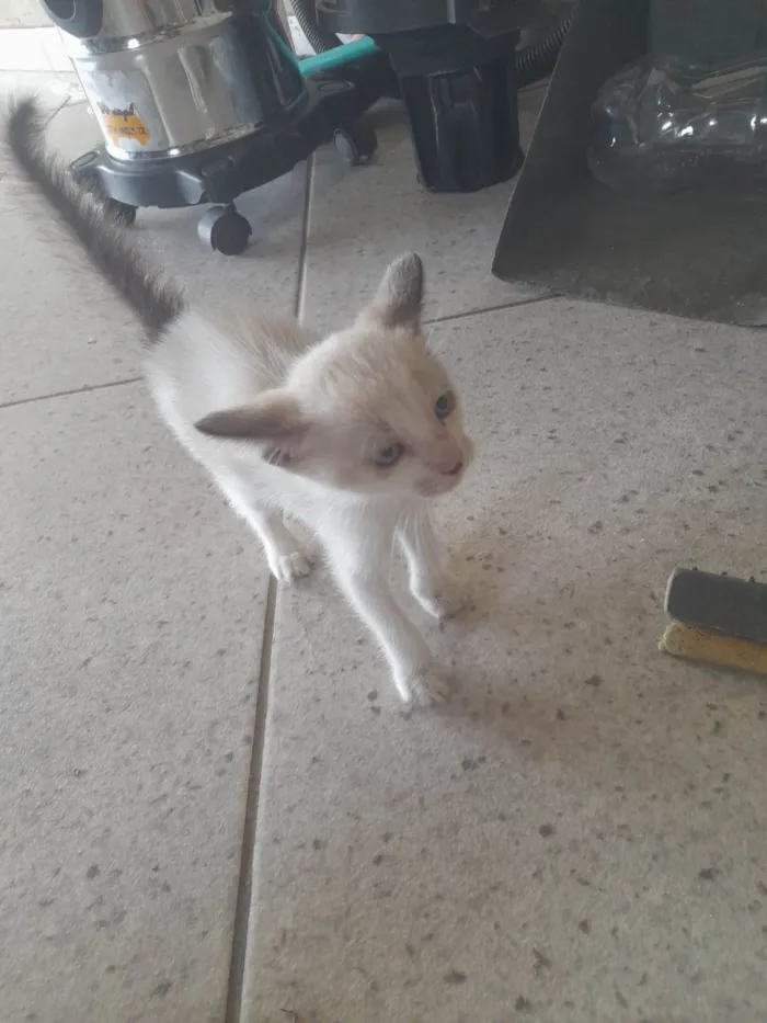 Gato ra a SRD-ViraLata idade 2 a 6 meses nome Mingal