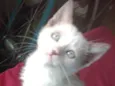 Mingal