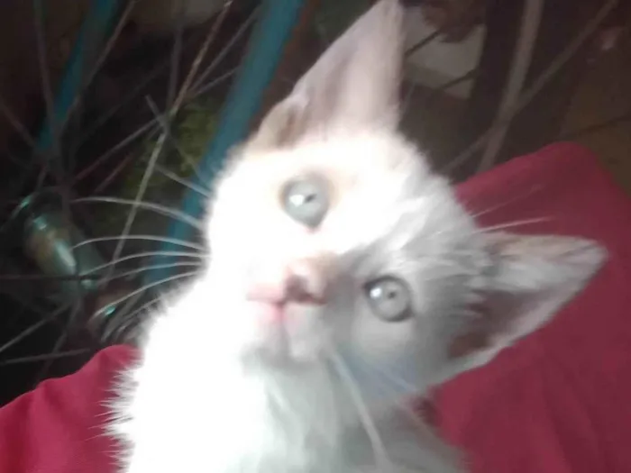 Gato ra a SRD-ViraLata idade 2 a 6 meses nome Mingal