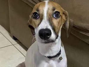 Cachorro raça Vira lata  idade 7 a 11 meses nome Pandora