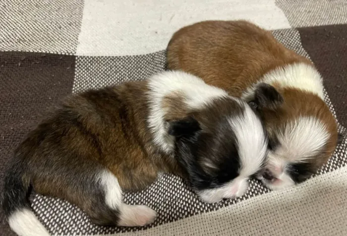 Cachorro ra a Shitzu idade Abaixo de 2 meses nome Sem nomes