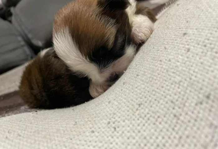 Cachorro ra a Shitzu idade Abaixo de 2 meses nome Sem nomes