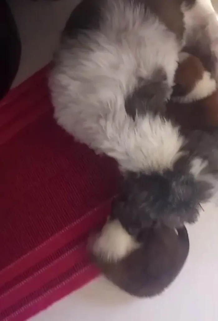 Cachorro ra a Shitzu idade Abaixo de 2 meses nome Sem nomes