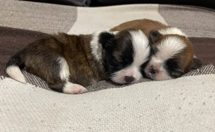Cachorro ra a Shitzu idade Abaixo de 2 meses nome Sem nomes