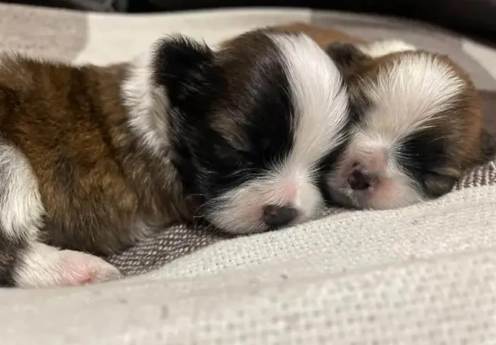 Cachorro ra a Shitzu idade Abaixo de 2 meses nome Sem nomes