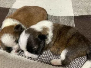 Cachorro raça Shitzu idade Abaixo de 2 meses nome Sem nomes