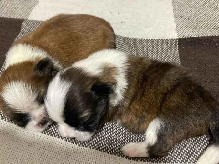 Cachorro ra a Shitzu idade Abaixo de 2 meses nome Sem nomes