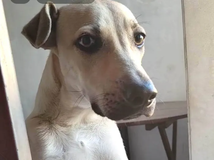 Cachorro ra a SRD-ViraLata idade 1 ano nome leo