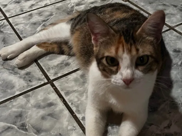 Gato ra a Comum idade 7 a 11 meses nome Lorinha