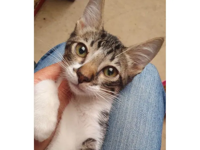 Gato ra a SRD-ViraLata idade 2 a 6 meses nome Filhote Tiger
