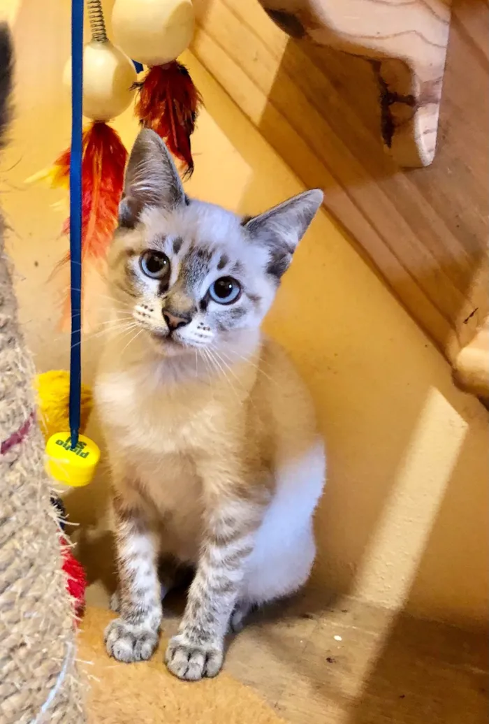 Gato ra a Siamês mestiço idade 2 a 6 meses nome Filhote Joyce 