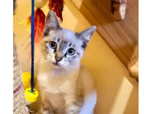 Gato raça Siamês mestiço idade 2 a 6 meses nome Filhote Joyce 