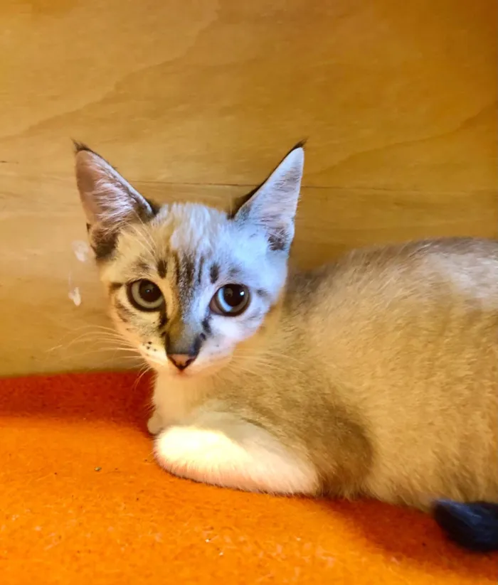 Gato ra a Siamês mestiço idade 2 a 6 meses nome Filhote Joyce 
