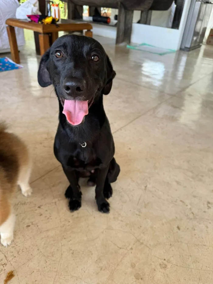 Cachorro ra a  idade 7 a 11 meses nome Zeus