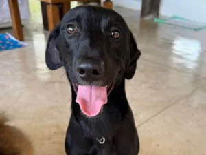 Cachorro raça  idade 7 a 11 meses nome Zeus