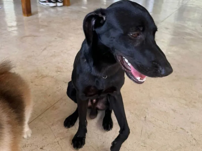 Cachorro ra a  idade 7 a 11 meses nome Zeus