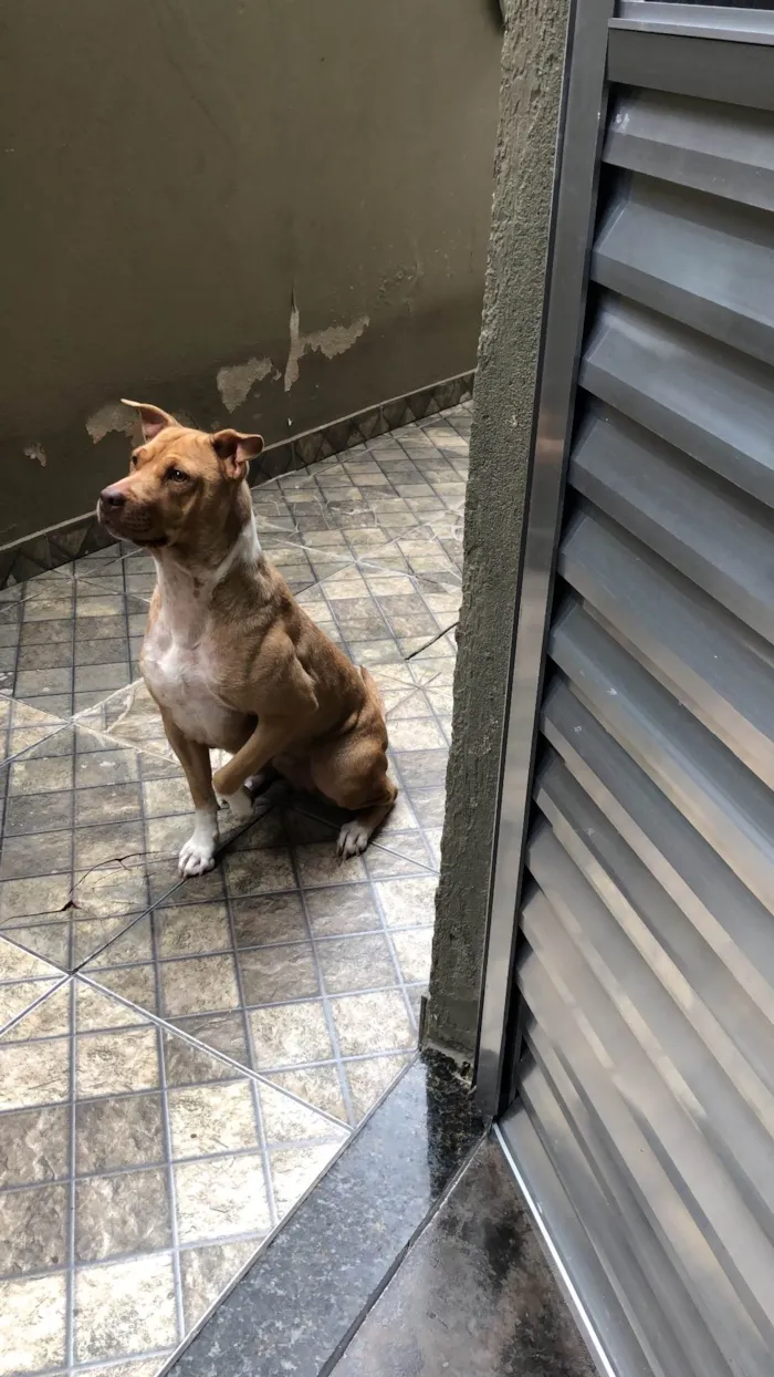 Cachorro ra a Vira/pitbull idade 5 anos nome Megue 