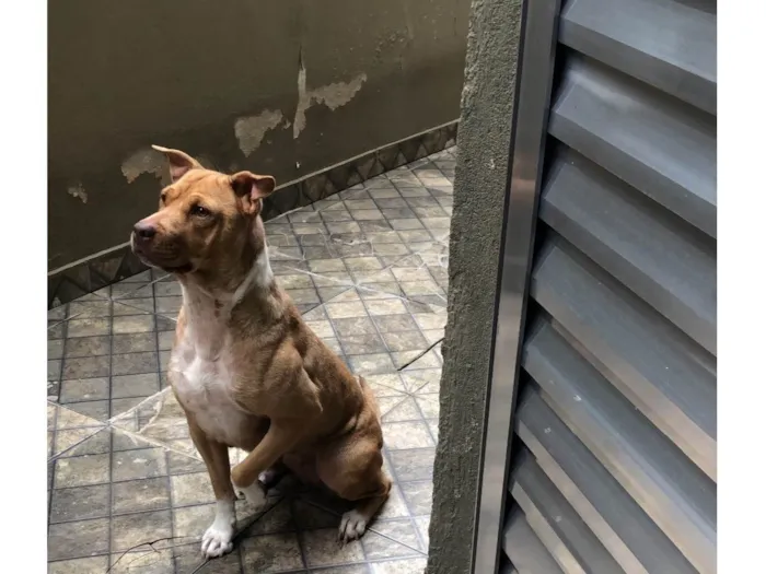 Cachorro ra a Vira/pitbull idade 5 anos nome Megue 