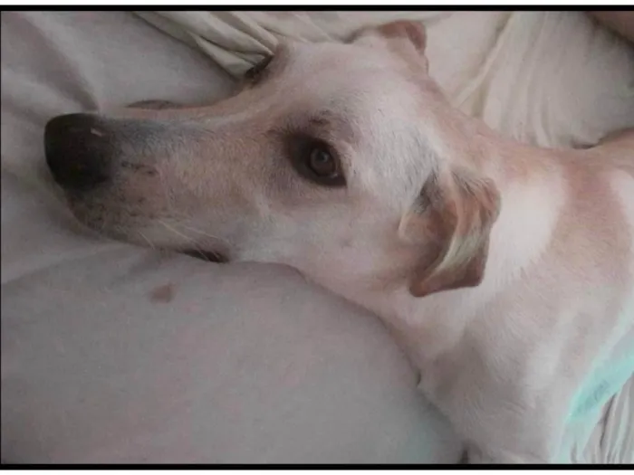 Cachorro ra a Labrador idade 7 a 11 meses nome Milla